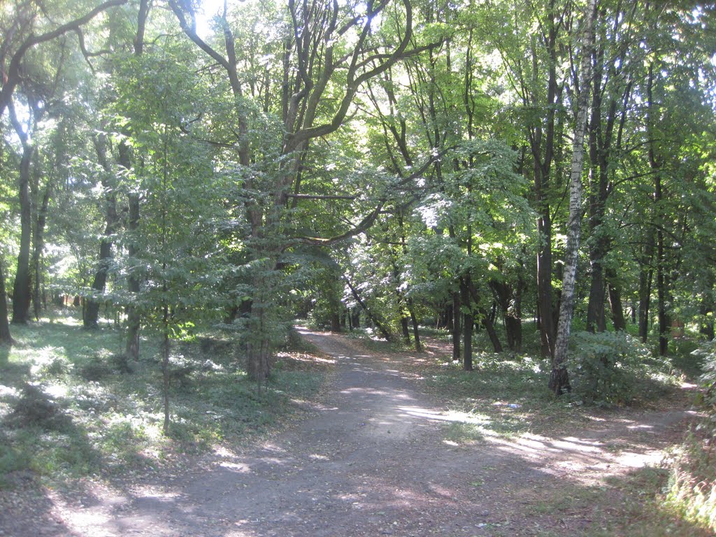 Дендрологічний парк