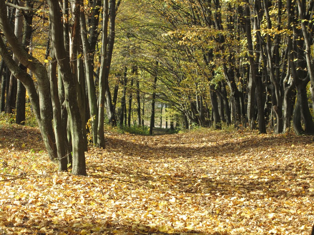 Парк