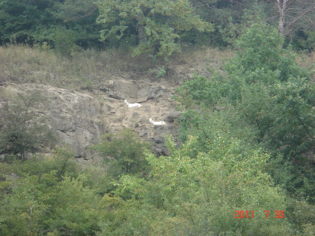Кози на граніті