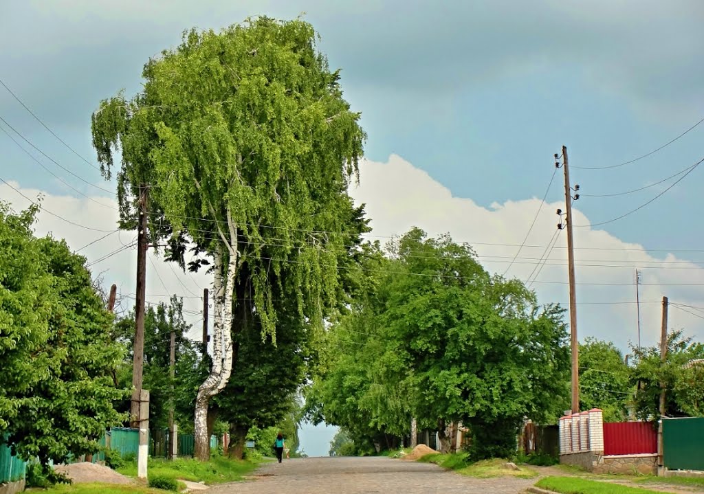 берёза. ул. Некрасова