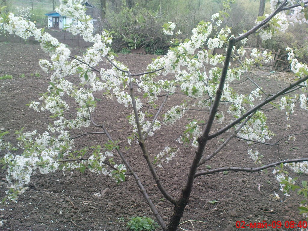 Моя вишенка!!!