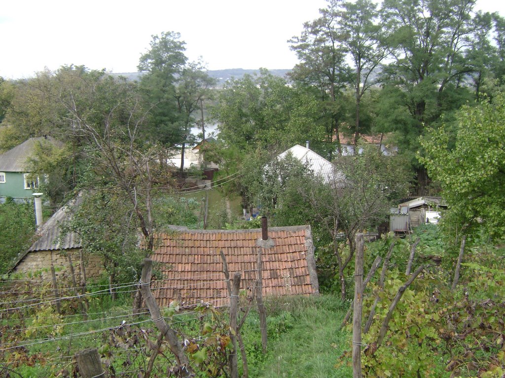 cosauti
