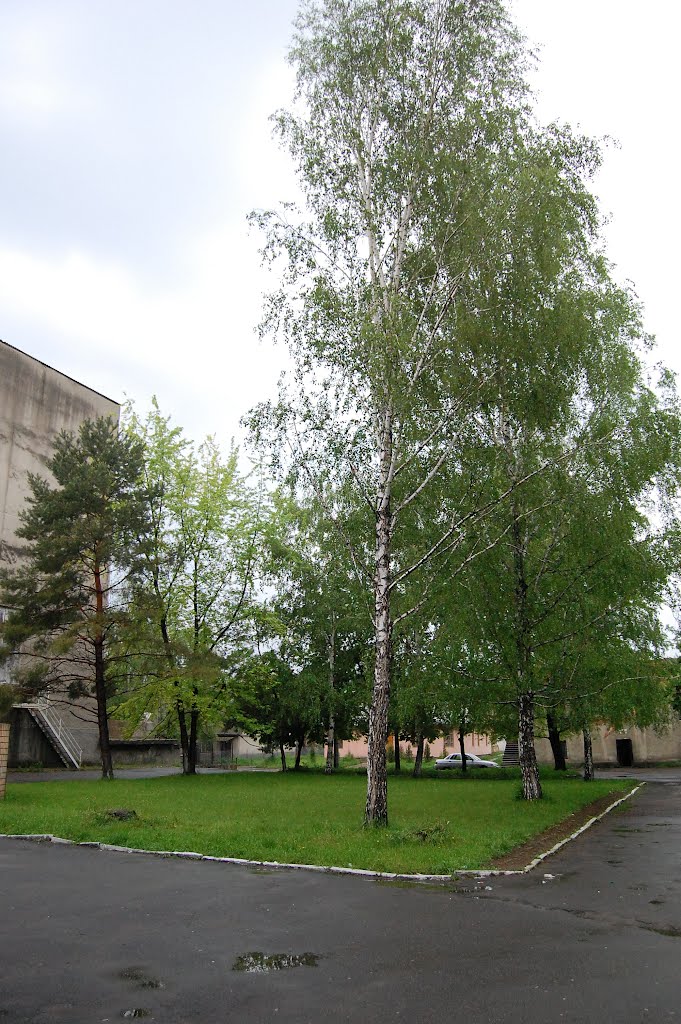 the Central Park