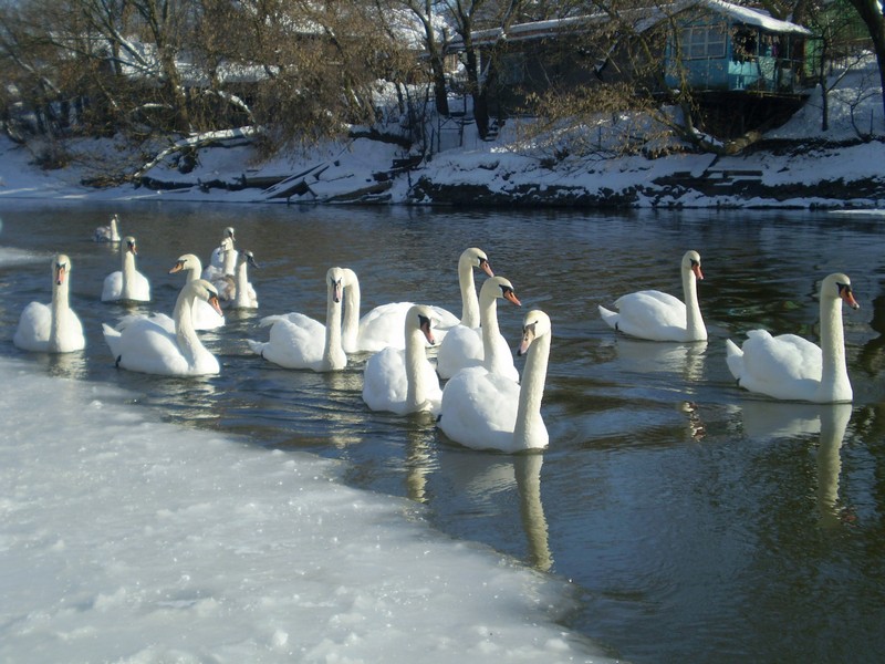 Лебеді в Берестечку