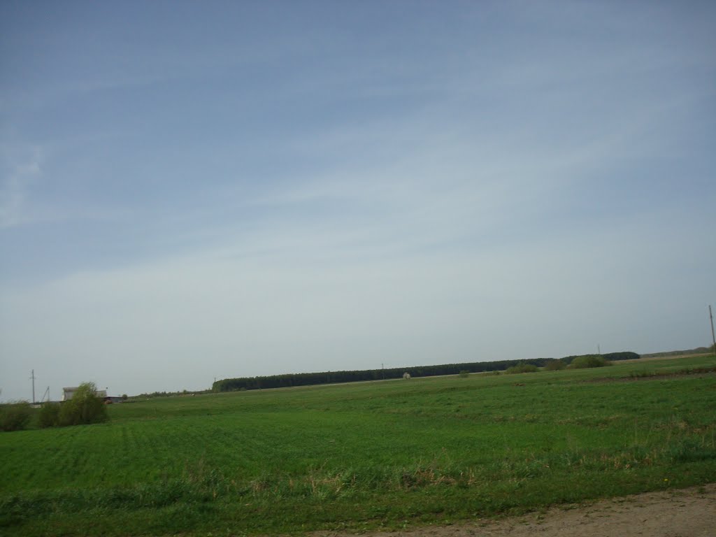 Лес