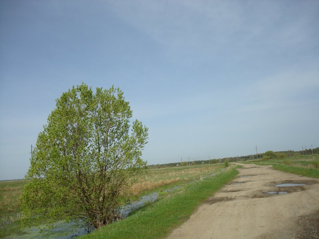 Одинокая ива