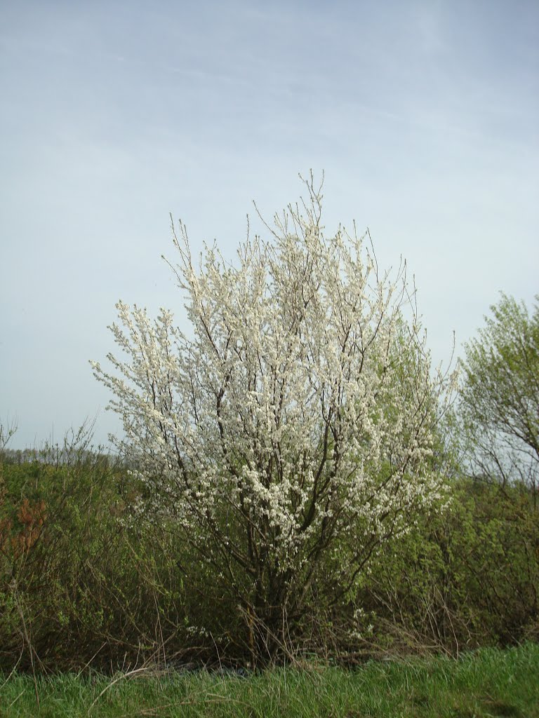 Дикий абрикос