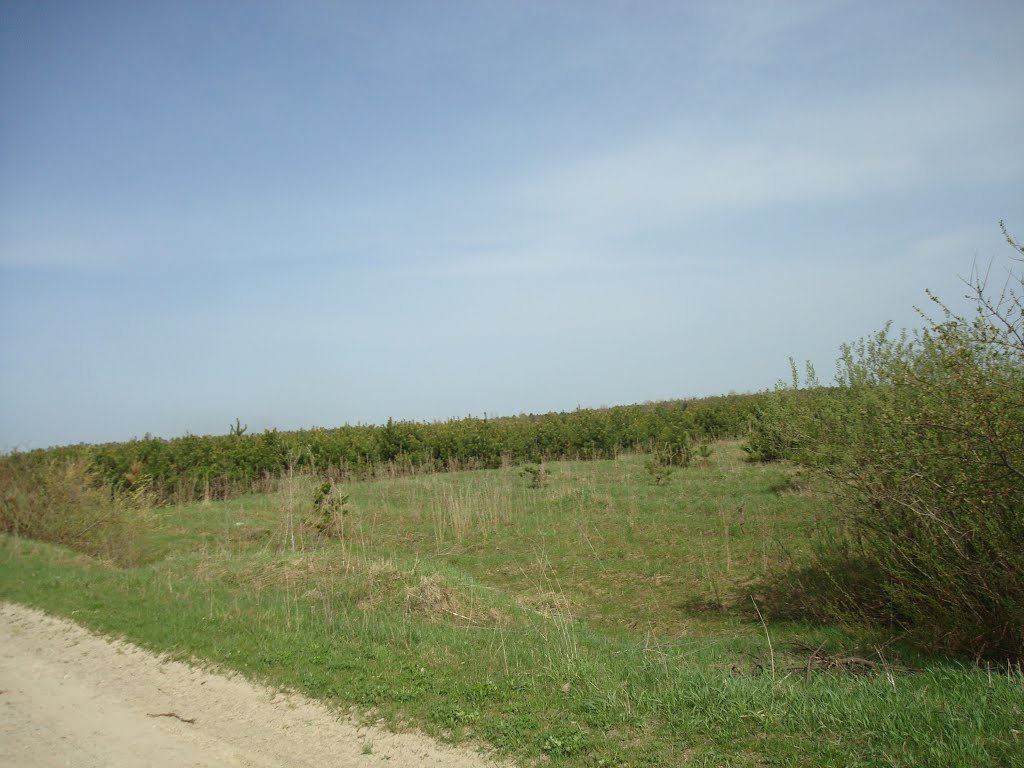 Лужайка