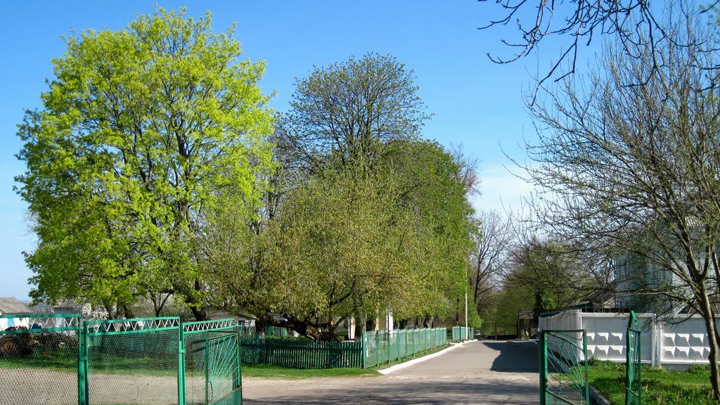 вул Паркова,  територія  інтернату,  ("діди")