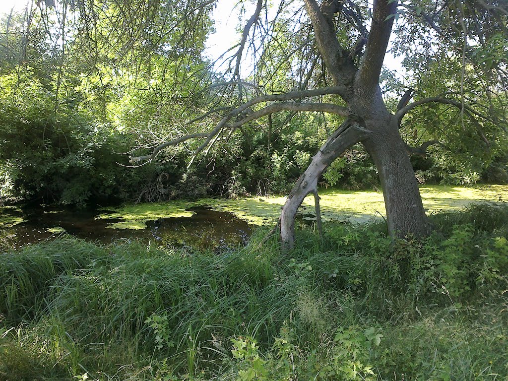 Здесь ловится крупный карась. 28.06.2012