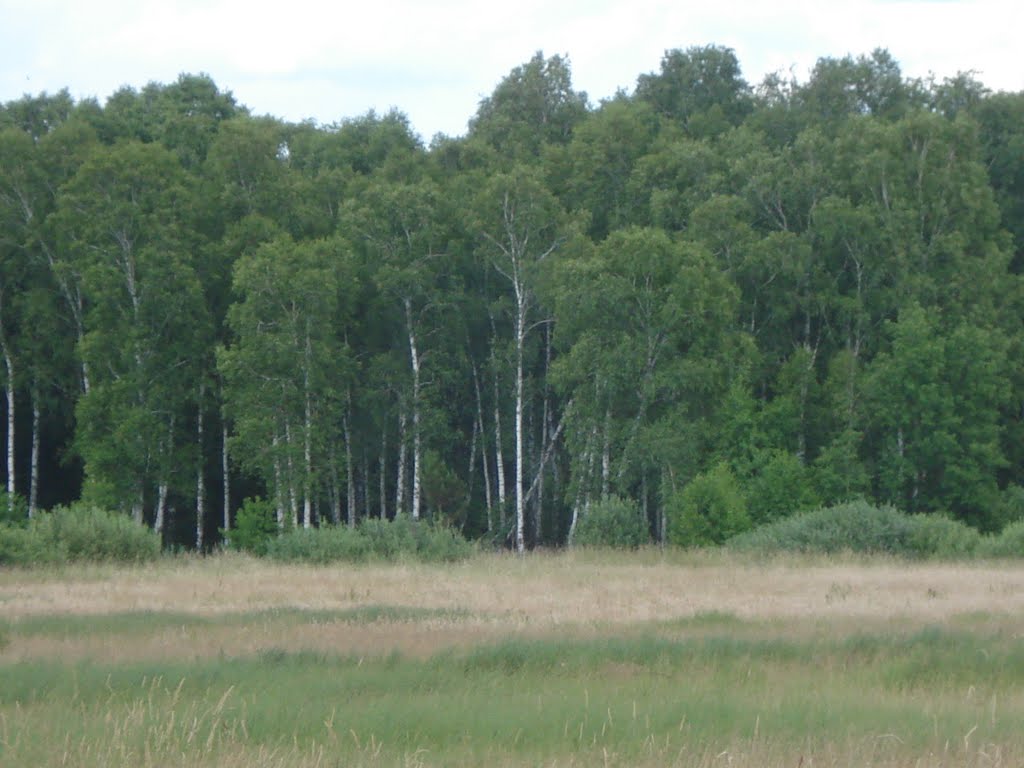 Лісова галявина/La clairiere florestiere