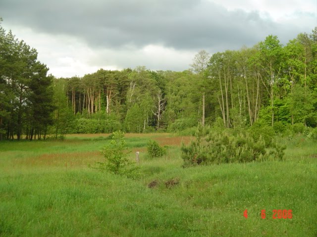 Літній ліс/El bosque veraniego