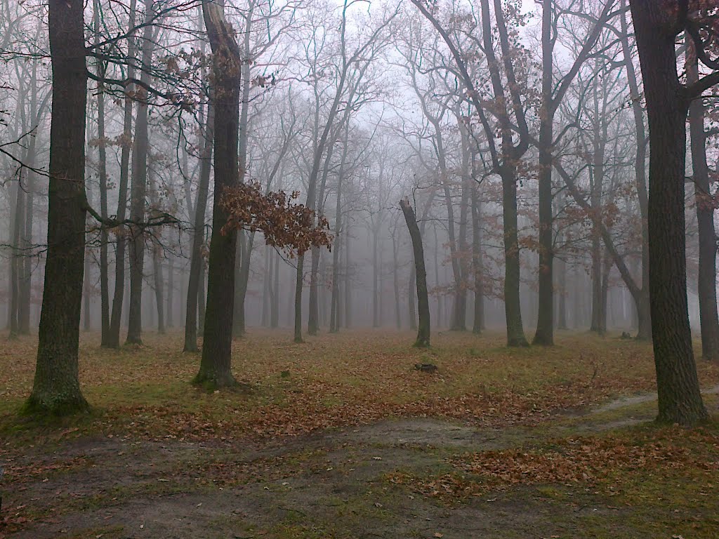 Осінь у лісі... - Autumn in the forest ...