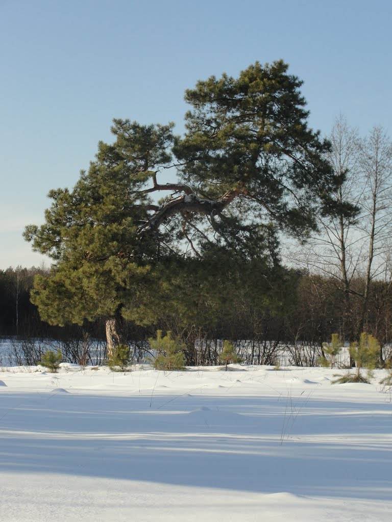 Цікава сосна - Interesting pine