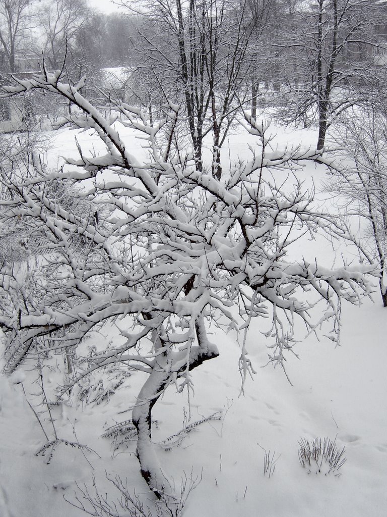 Солодкі спогади про позаминулорічний (березневий!) сніг.... Sweet flashbacks about last years (March!) snow....