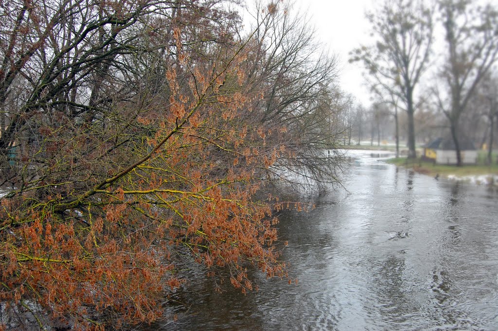 Руде, поросле мохом дерево над Турією_ginger tree with moss on the branches above the river