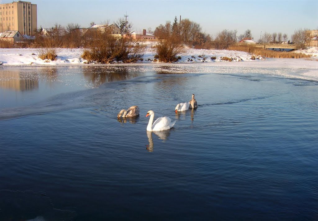 Лебеді на р.Турія_Swans on r.Turiya
