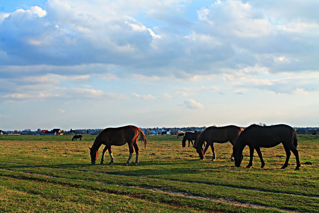 Horses