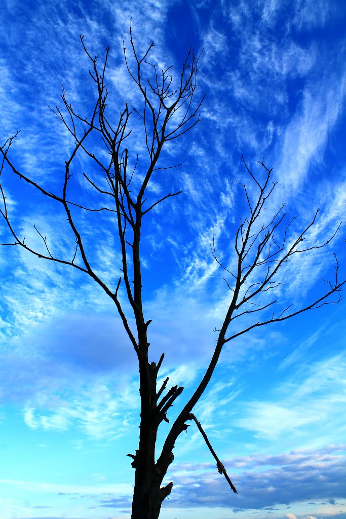 Dead Tree