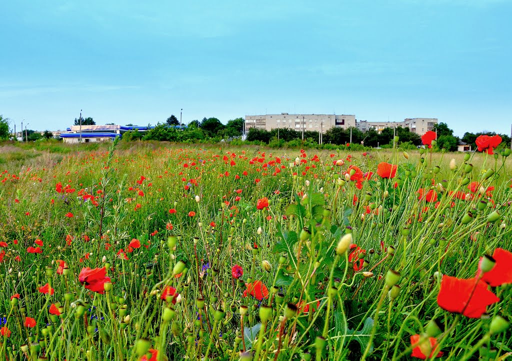 Мак цвіте / Poppy Blossom