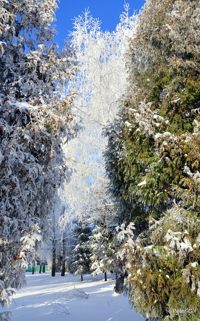 Зимовий пейзаж / Winter Landscape