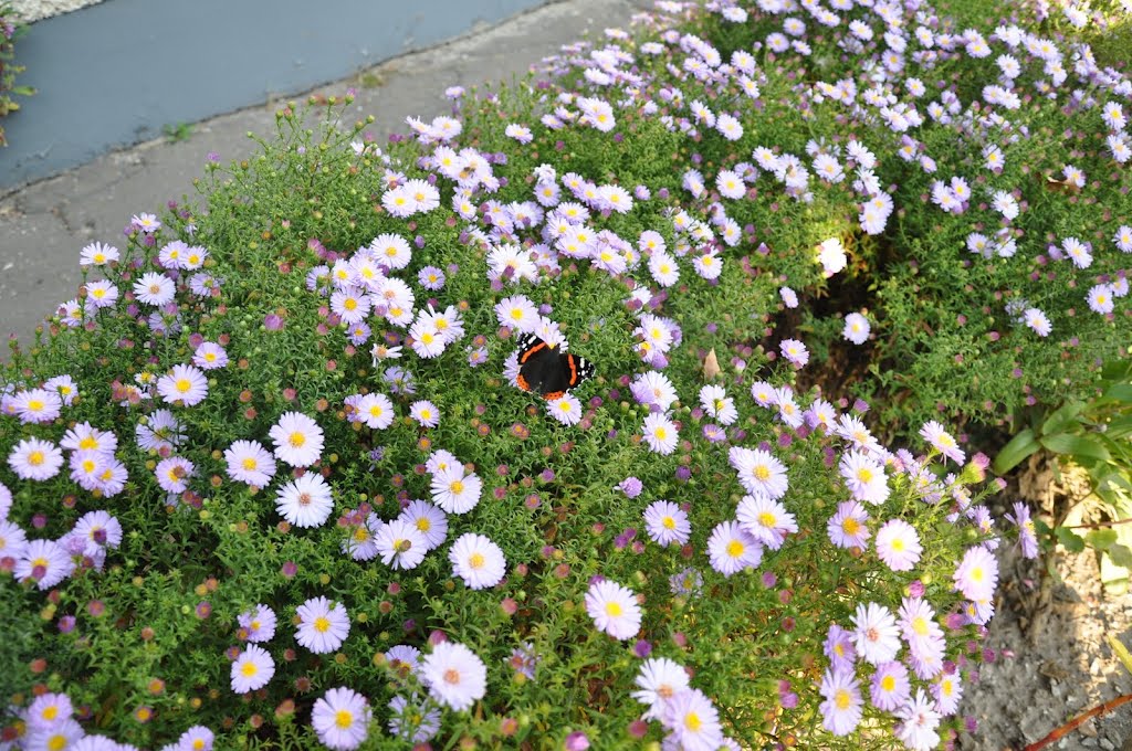 Адмірал. Vanessa atalanta. L.1758. Red admiral.