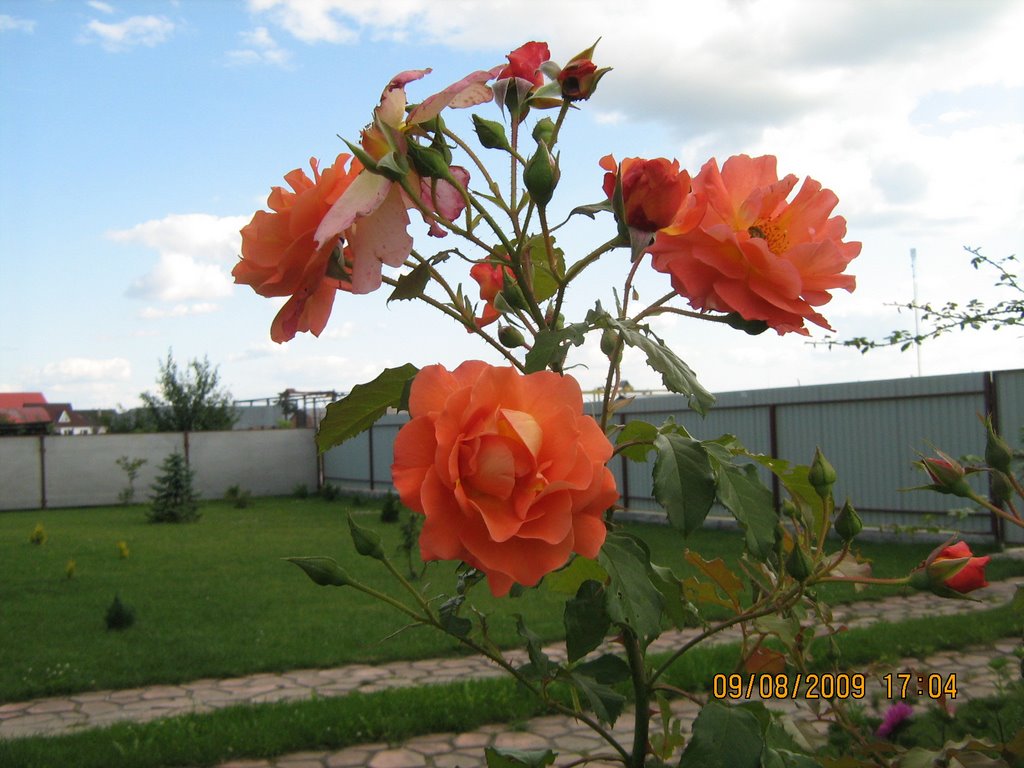 Роза