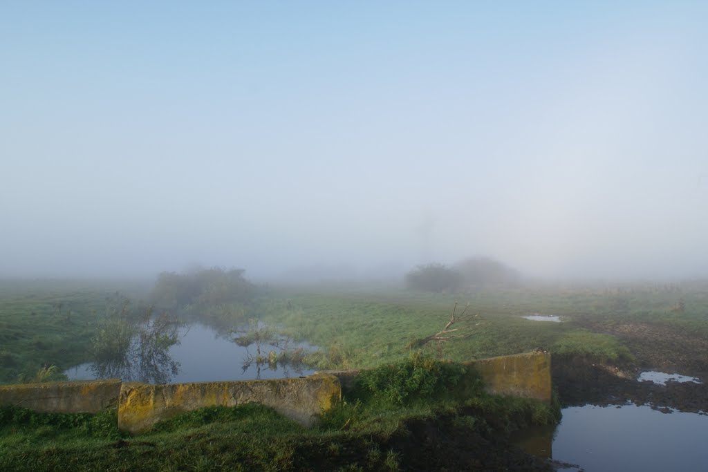 Fog and bog