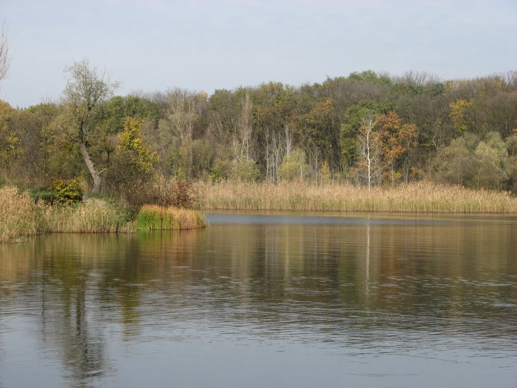 Царичанский лес