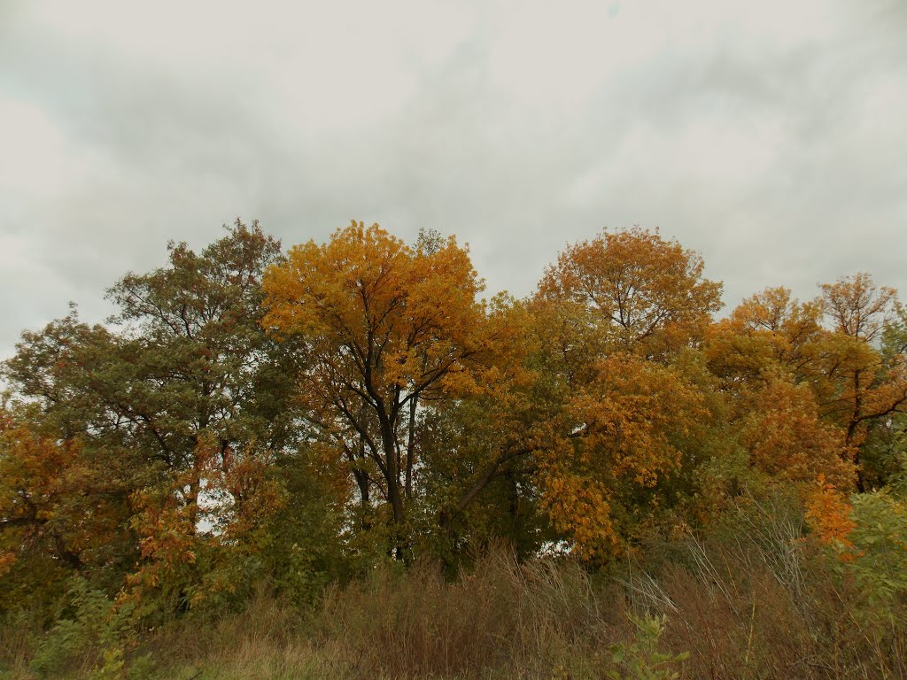 autumn_trees