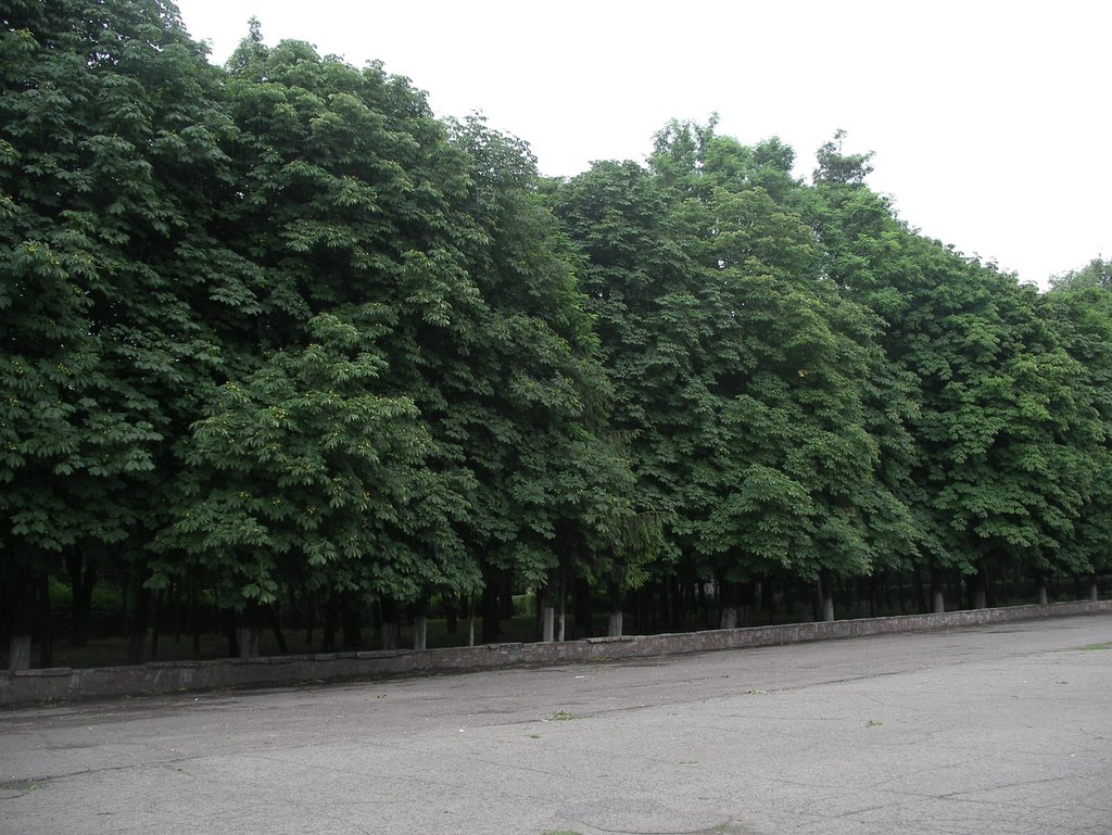 каштаны