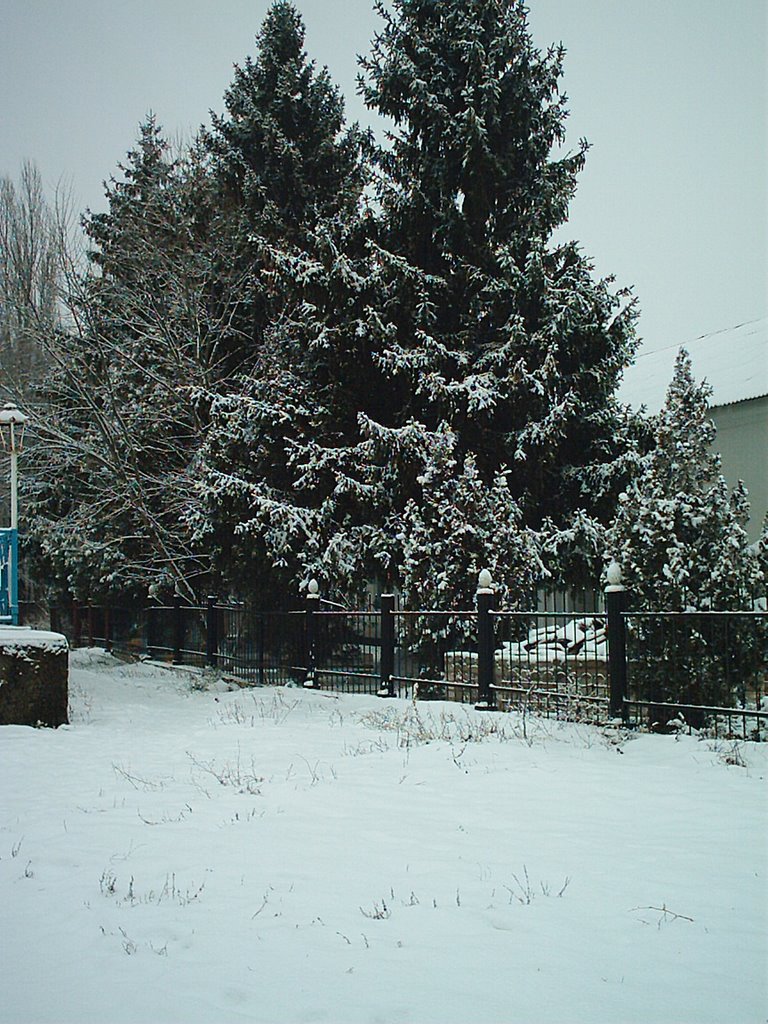 Ели возле храма.