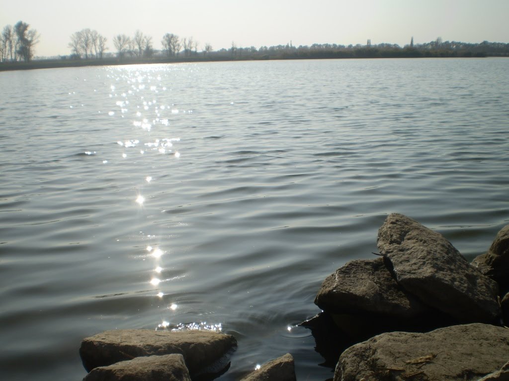 Ставок