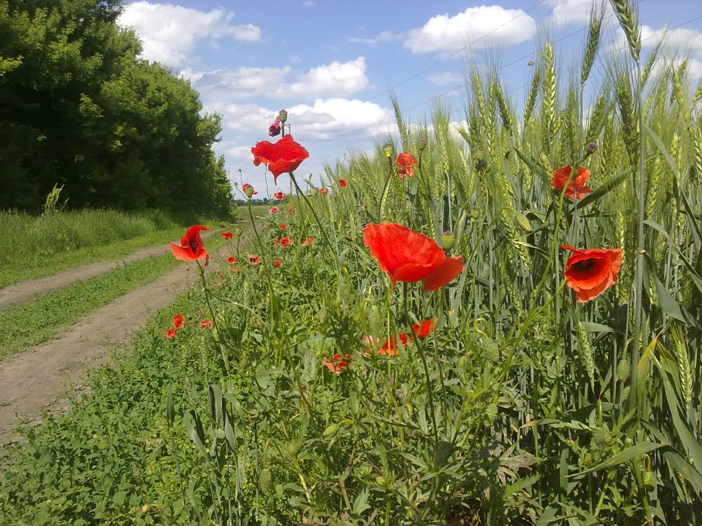 Червень в полі