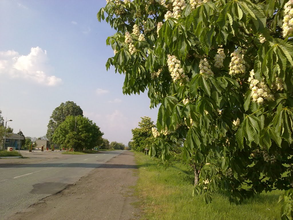Цветут каштаны