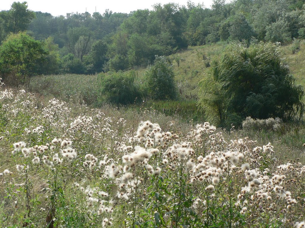 Балка возле водокачки