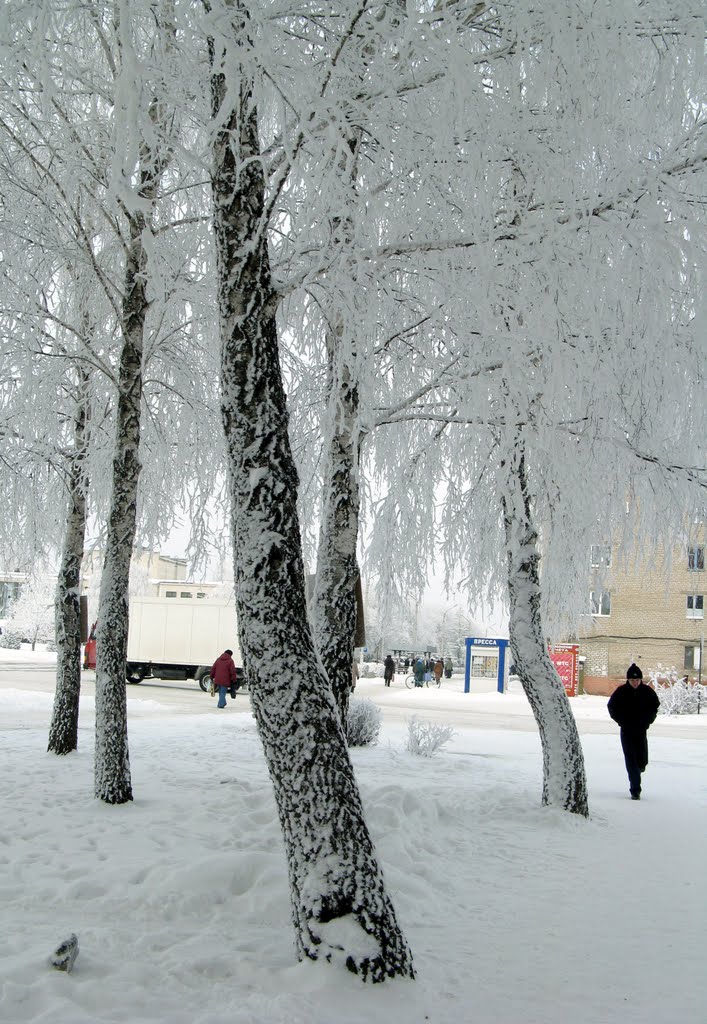 березки