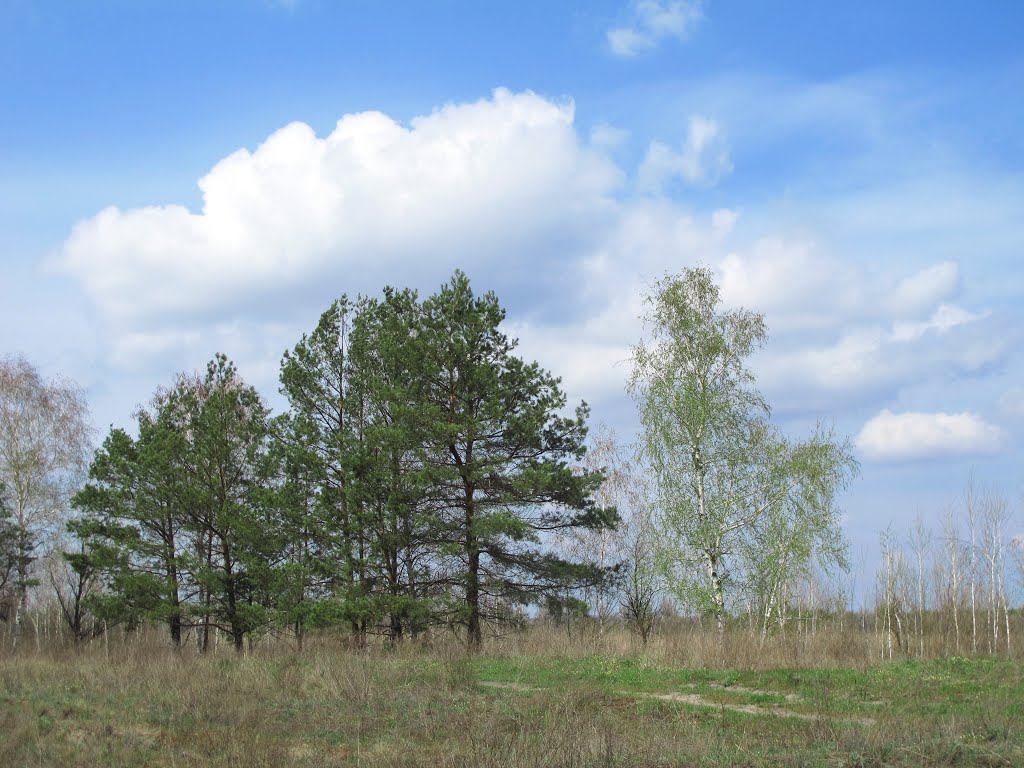 На краю болота