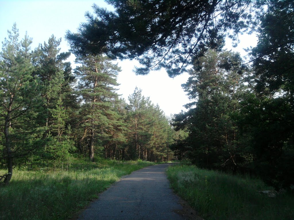 Самарский лес