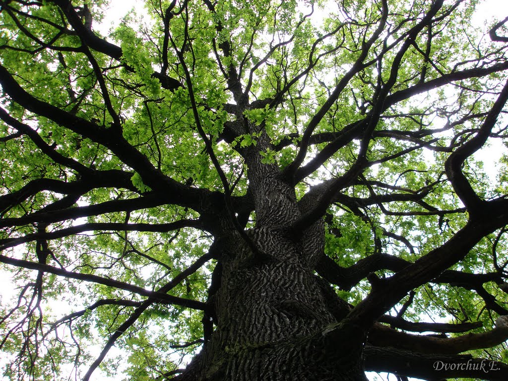 Крона старейшего дуба, май 2009
