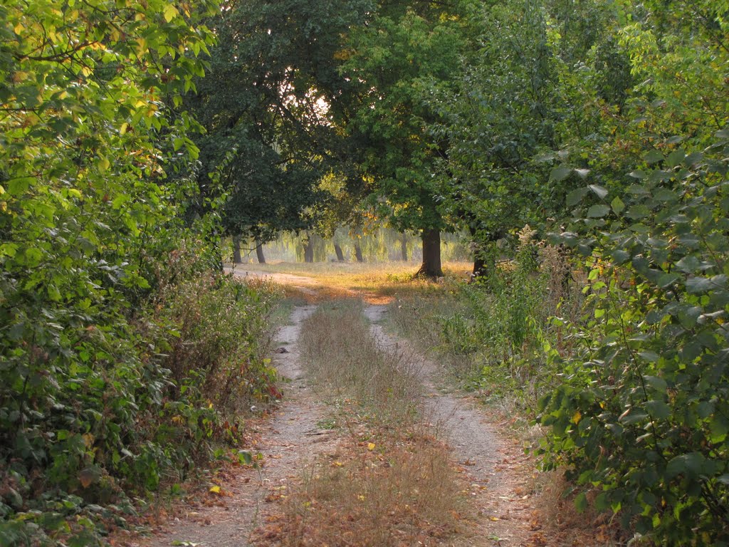 Дорога в парку
