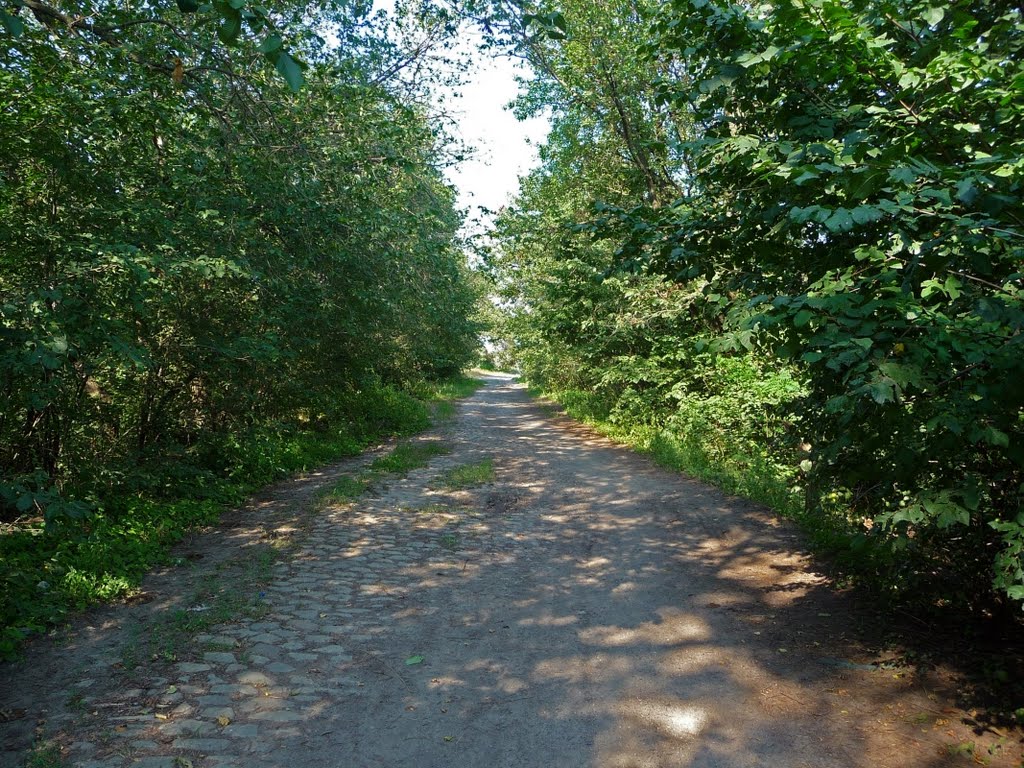 дорога в чаще