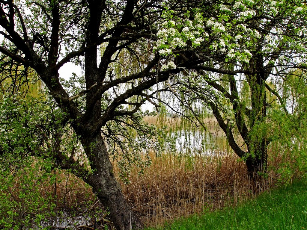 Веселi Терни (03.05.2011)