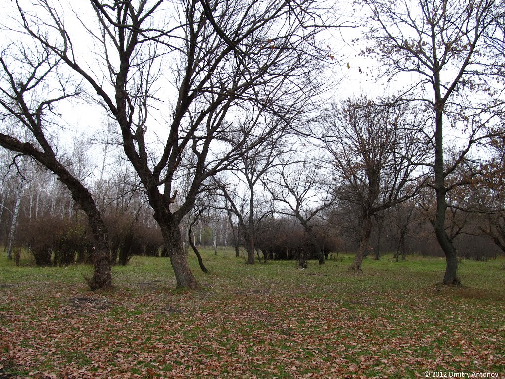 В старовинному харінському парку, 2012