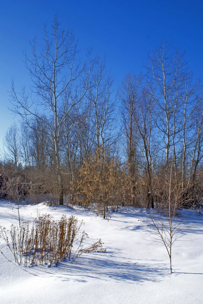 Зимний лес. Wintry Forest