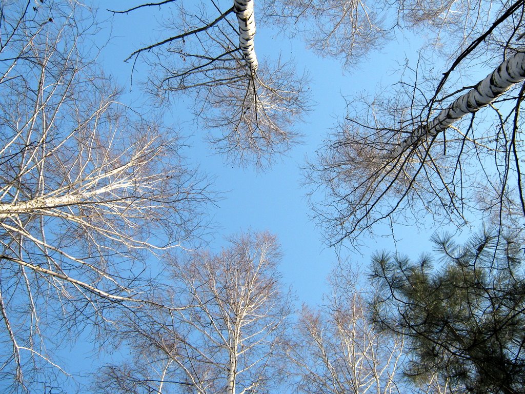 Берёзы