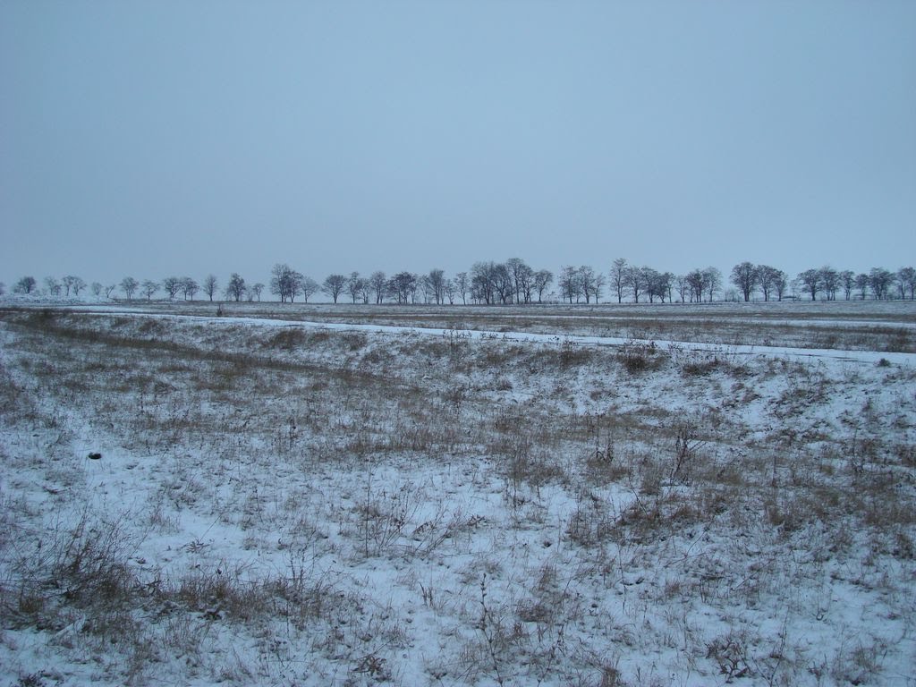 Новая-Русь - Зелёное