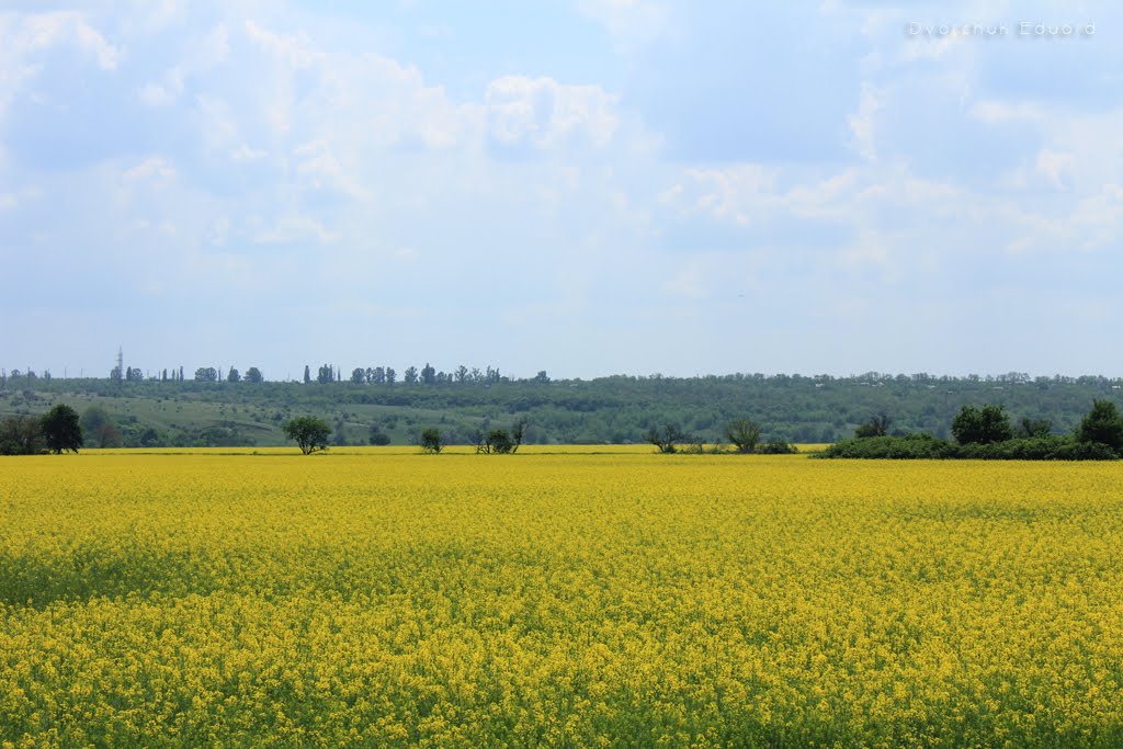 Поле рапсу, травень 2011 р.
