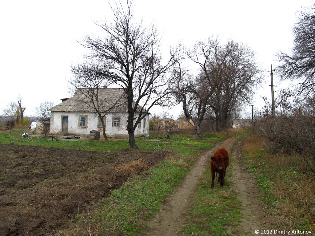 Колонія Інгулець, 2012