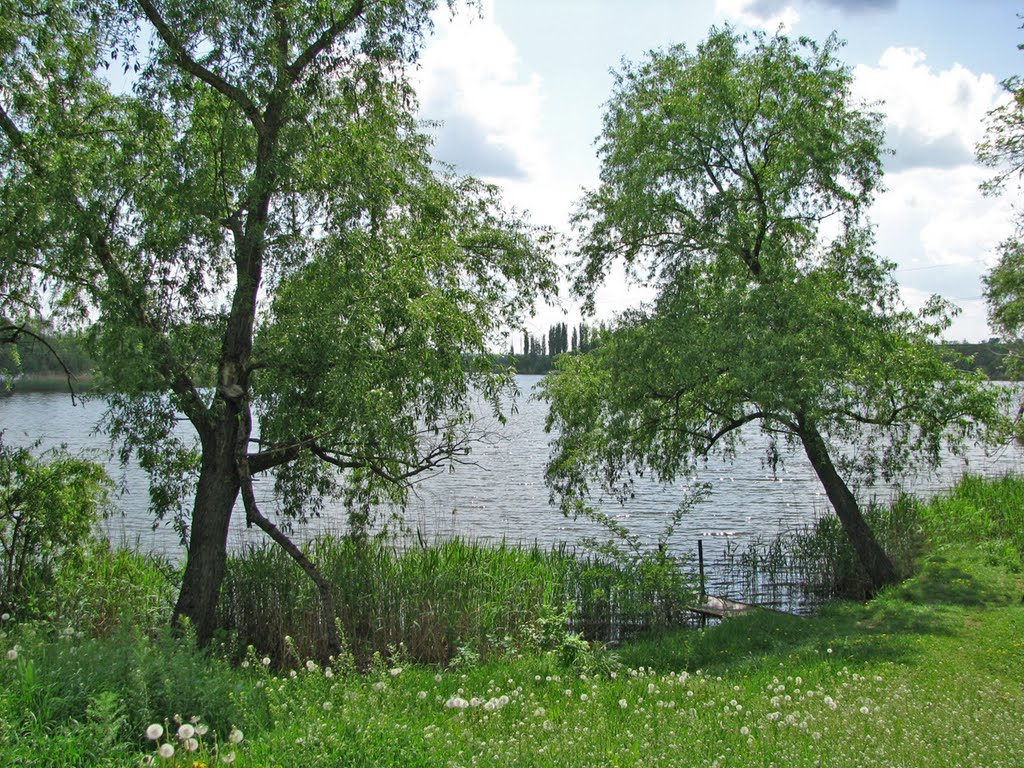 Ставок
